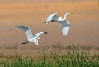 _great_egrets