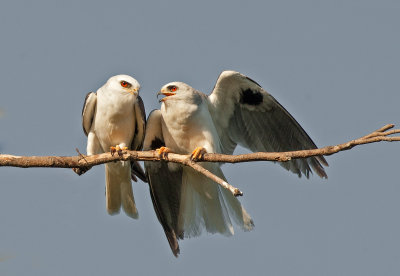 white tailed kites - mated pair