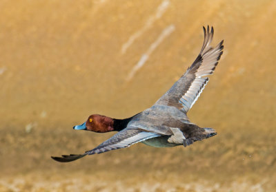 redhead drake