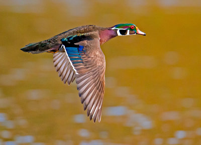 wood duck