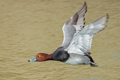 male redhead