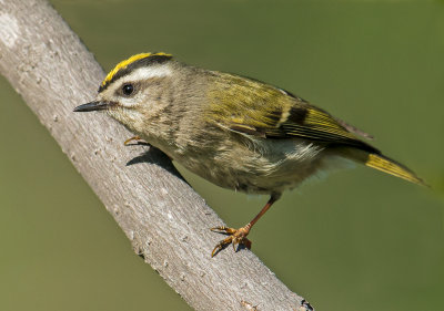 Golden crowned kinglet