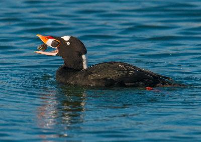 Mr surf scoter and clam