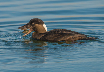 Young male surf scoter with clam