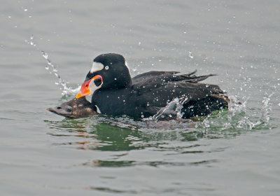 surf scoters mating