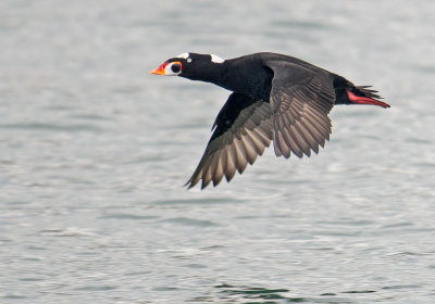 surf scoter