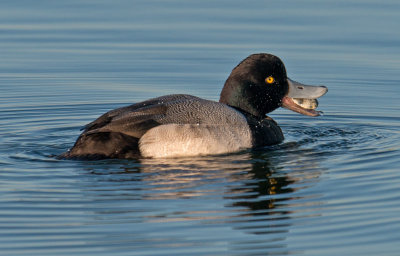 Lesser scaup eat cockle clam