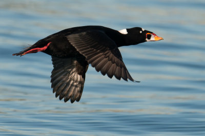 surf scoter