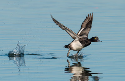 lesser scaup