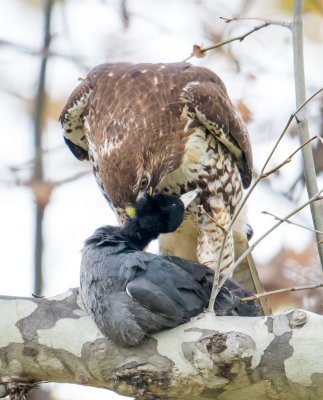 Redtail killing coot