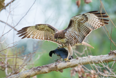 redtail and the coot