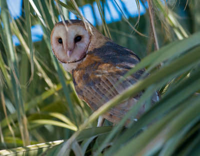 barn owl