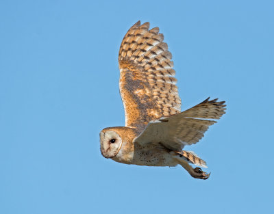 barn owl