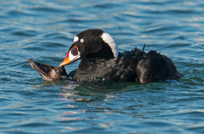 surf scoters mating