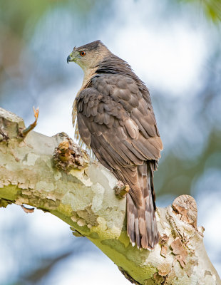 cooper's hawk female