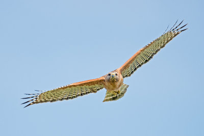 red shouldered hawk