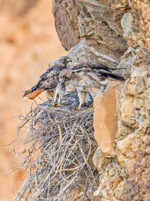 cliff nest red tails