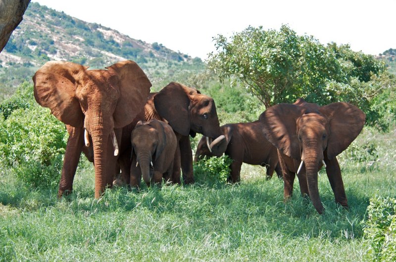 Elephant Family