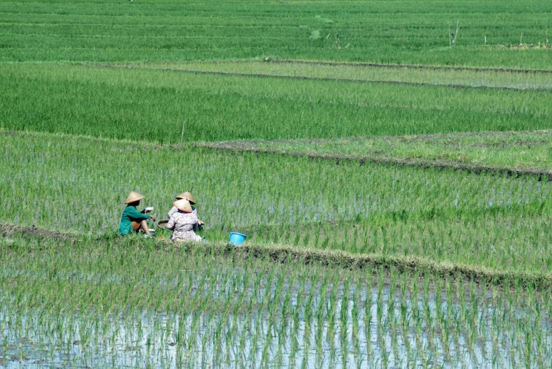 Lunchtime in the Rice Paddy