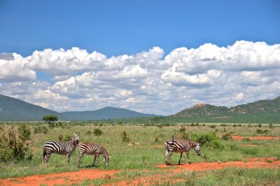 Landscape with Zebra  
