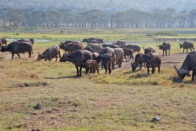 African Buffalo