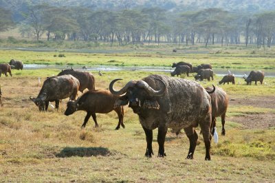 African Buffalo