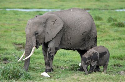 Elephant mother and child