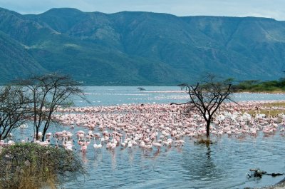 Flamingoes at Lake Bogoria