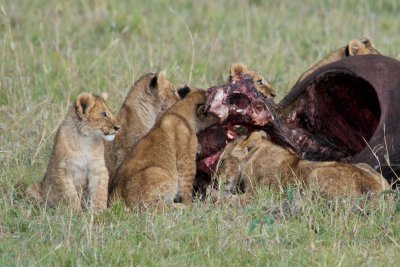 Lion cubs feeding on buffalo kill