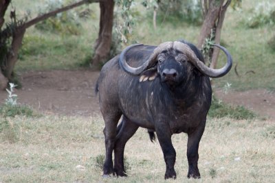 Bull buffalo