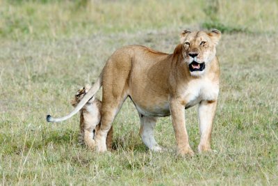 Female lion with cub