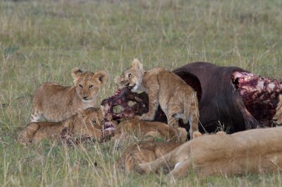Lion cubs feeding on buffalo kill