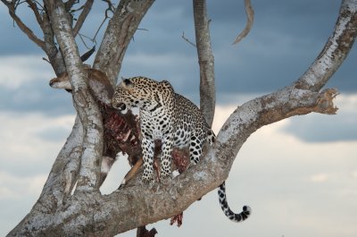 Leopard with Topi kill