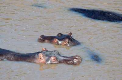 Hippos in Mara river