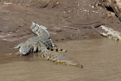 Crocodiles in Mara river