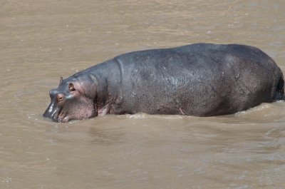 Hippo in Mara river