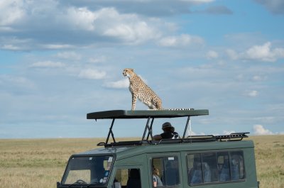 Cheetah on Land Rover