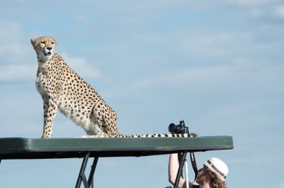 Cheetah on Land Rover