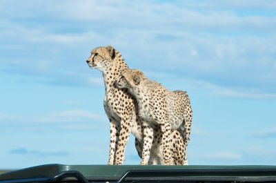 Cheetah with cub on Land Rover