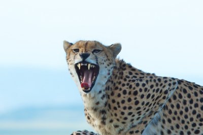 Cheetah angry with being surrounded again