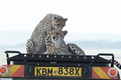 Cheetah with cub on Land Rover