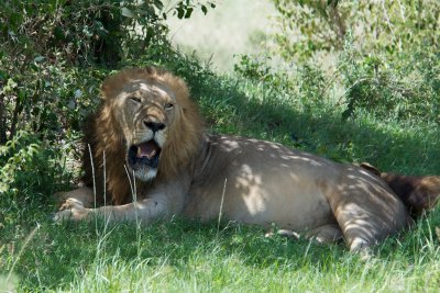 Male lion