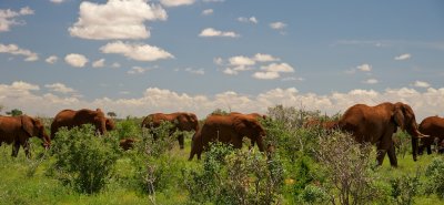Red elephants of Tsavo East