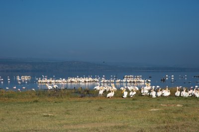 Pelicans and flamingoes at Lake Bogoria
