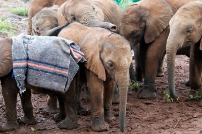 Baby elephant at Elephant Orphanage