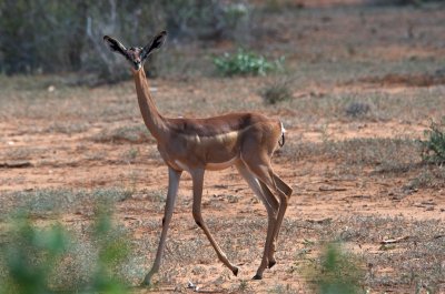 Gerenuk