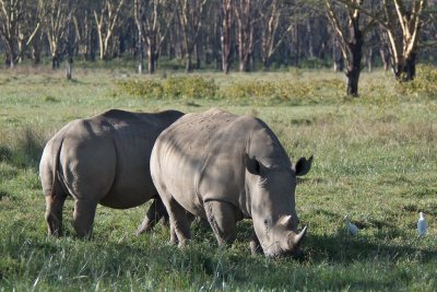 White Rhinos