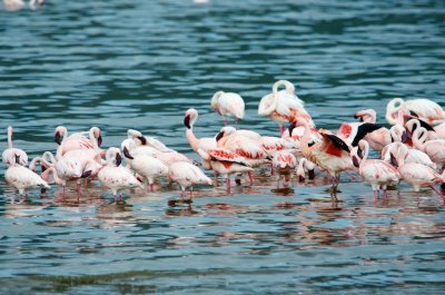 Flamingoes at Lake Bogoria
