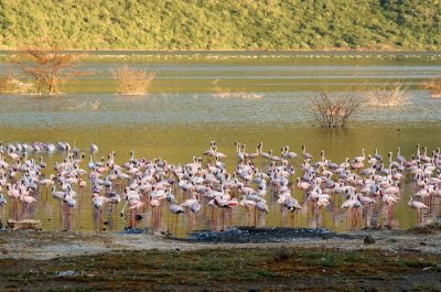 Flamingoes in sunset at Lake Bogoria