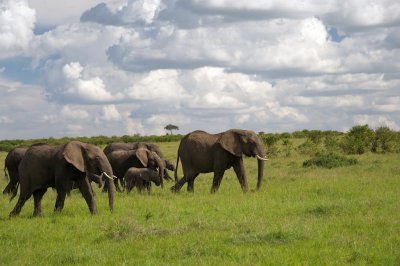 Landscape with elephants